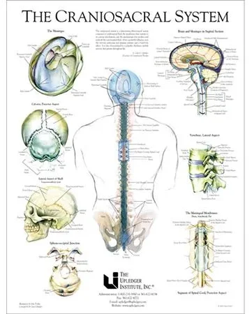 Craniosacral Therapy System